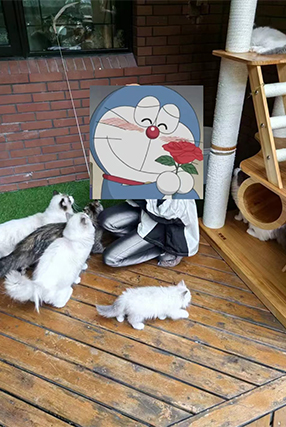 排队家长上门猫舍